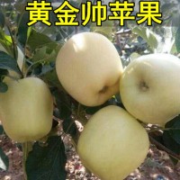 苹果树苗金冠苹果树 黄金帅苹果苗 果树苗当年结果南方北方种植