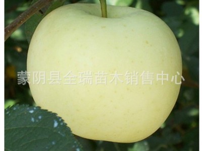 苹果树苗金冠苹果树 黄金帅苹果苗 果树苗当年结果南方北方种植图3