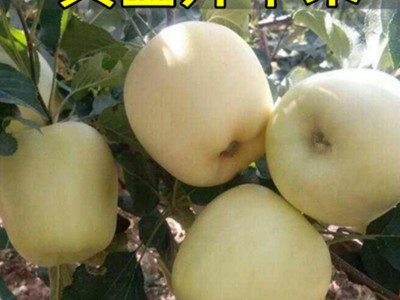 苹果树苗金冠苹果树 黄金帅苹果苗 果树苗当年结果南方北方种植图2