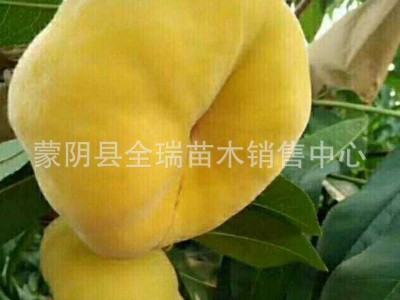 蟠桃果树苗 黄金蟠桃苗 黄蟠桃苗盆栽地栽南北方种植当年结果图4