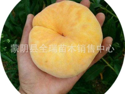 蟠桃果树苗 黄金蟠桃苗 黄蟠桃苗盆栽地栽南北方种植当年结果图5