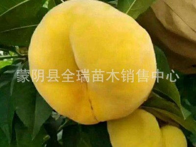 蟠桃果树苗 黄金蟠桃苗 黄蟠桃苗盆栽地栽南北方种植当年结果图3