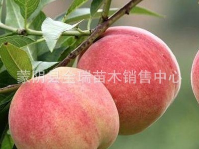 桃树苗盆栽地栽桃子黄桃 阳山水蜜桃苗 南方北方种植当年结果图2