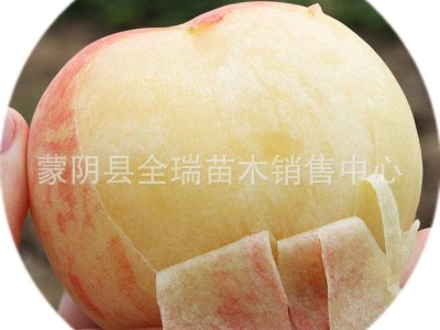 桃树苗盆栽地栽桃子黄桃 阳山水蜜桃苗 南方北方种植当年结果图5