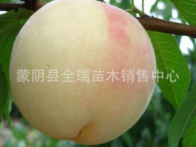 桃树苗盆栽地栽桃子黄桃 阳山水蜜桃苗 南方北方种植当年结果图3