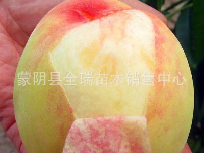桃树苗盆栽地栽桃子黄桃 阳山水蜜桃苗 南方北方种植当年结果图4