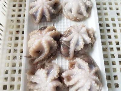 软体冷冻八爪鱼 迷你小八爪单冻三去翻花小章鱼 海鲜批发图4