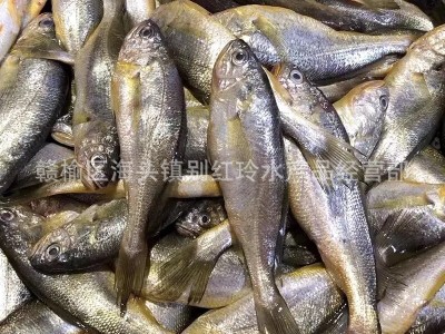 连云港全国供应鲜活海鲜水产批发 小黄鱼 冰鲜小黄鱼鱼类批发图4