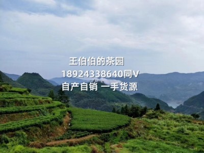 茶厂直发白毫银针福鼎的白茶政和福建白茶白牡丹王豪香500g批发图5