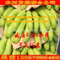 香蕉苗果苗 组培苗威廉斯B6 四季可栽 南方热带果苗广西南宁批发