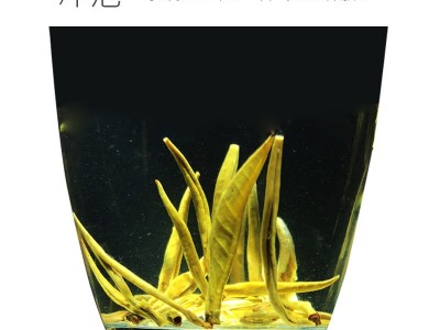 2022横县茉莉花茶厂家直批 茉莉花茶批发茶叶批发【云南银针1号】图3