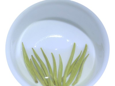 2022横县茉莉花茶厂家直批 茉莉花茶批发茶叶批发【云南银针1号】图4