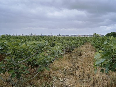 2023新果无添加剂无花果干办公室零食泡茶喝休闲食品孕妇儿童果干图3