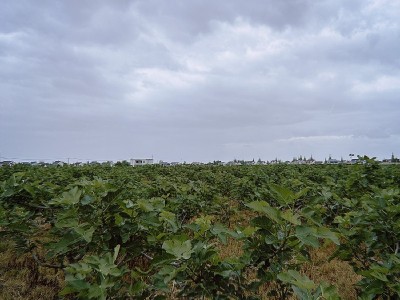 2023新果无添加剂无花果干办公室零食泡茶喝休闲食品孕妇儿童果干图2