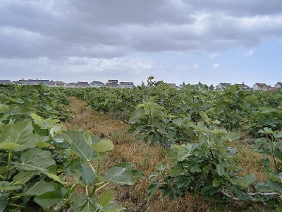 2023新果无添加剂无花果干办公室零食泡茶喝休闲食品孕妇儿童果干图4