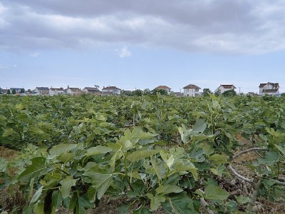 2023新果无添加剂无花果干办公室零食泡茶喝休闲食品孕妇儿童果干图5